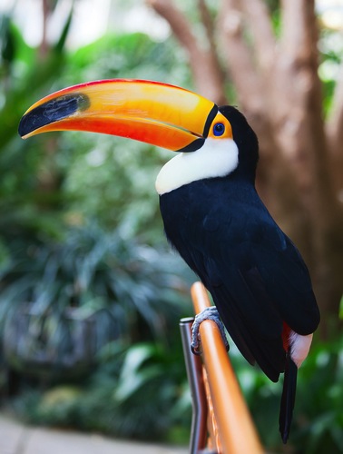 Toucan