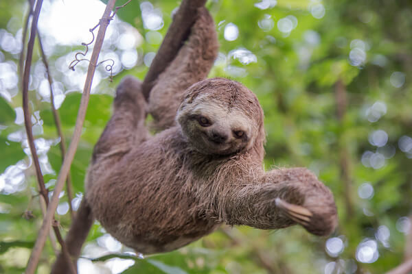 sloth in Brazil rain forest