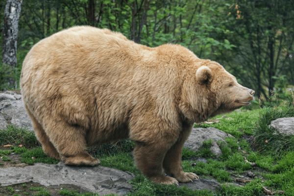 brown bear
