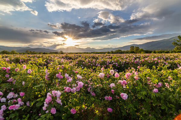 Bulgaria rose valley Bulgaria rose valley