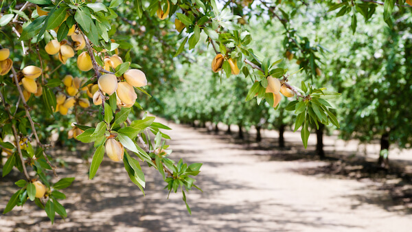 Almond plantation in California