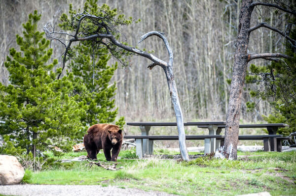 Grizzly bear on camp ground in Alberta