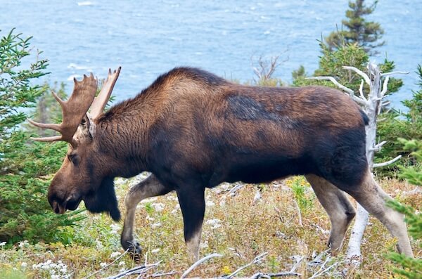 canada moose bull nova scotia