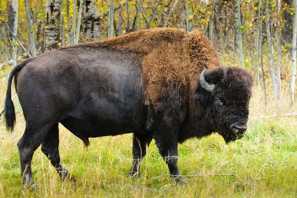 Canada wild bison