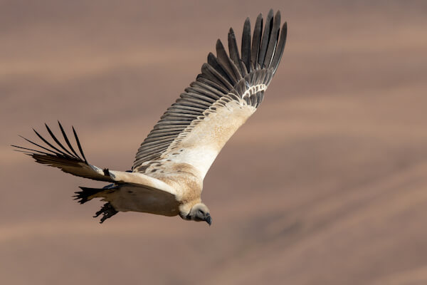 Cape Vulture - Image by Gideon Malherbe/shutterstock.com