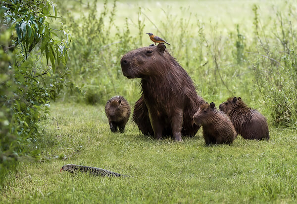 Capybaras with lizard and bird