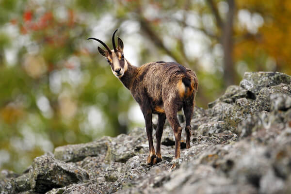 chamois