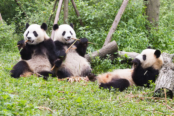Three Panda chewing on bamboo in Chengdu