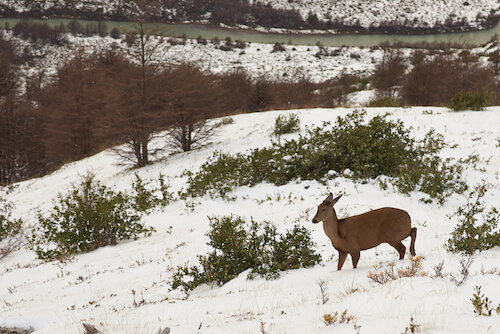 Chilean huemul in snow in the Andes
