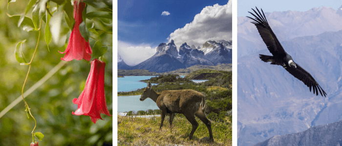 Símbolos Nacionais do Chile: copihue (sineira chilena), huemul (veado), condor