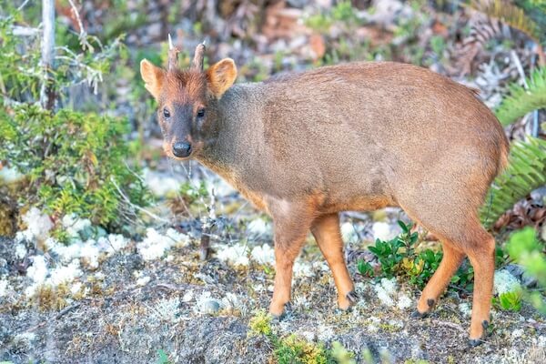 Pudu in Chile - small deer
