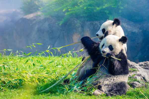 Chinese Pandas eating bamboo