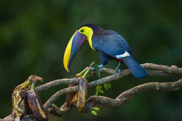colombia_choco toucan