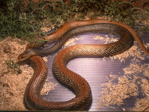 Animals in Australia | Australian Animals you should know | Wildlife Animals in Australia | Australian Animals you should know | Wildlife