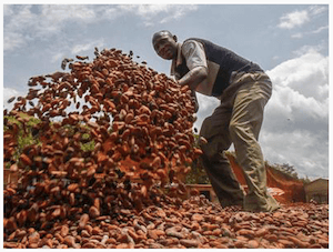 Cocoa Bean harvest - image by dpa