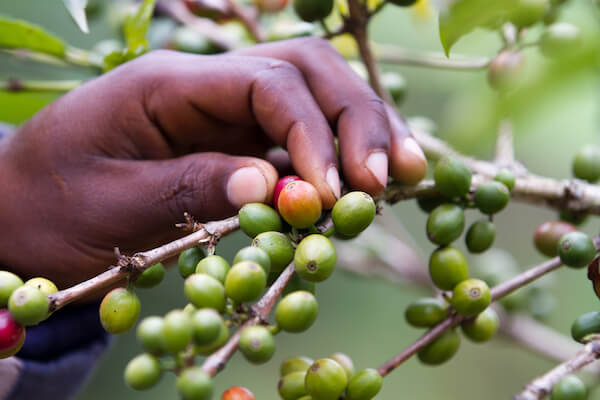 Coffee beans