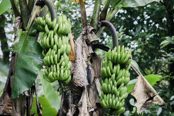 Banana trees in a Costa Rican plantation