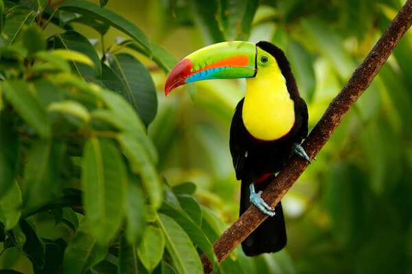 Costa Rica toucan