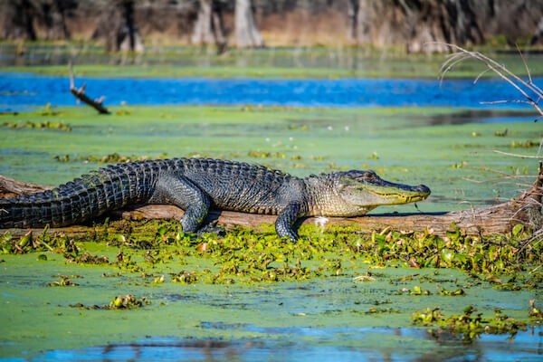 American crocodile