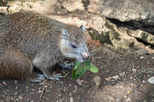 cuba hutia