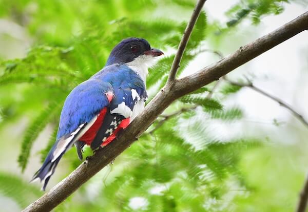 cuba trogon