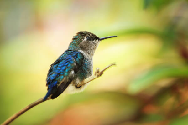 Cuban bee hummingbird, also called zunzuncito.