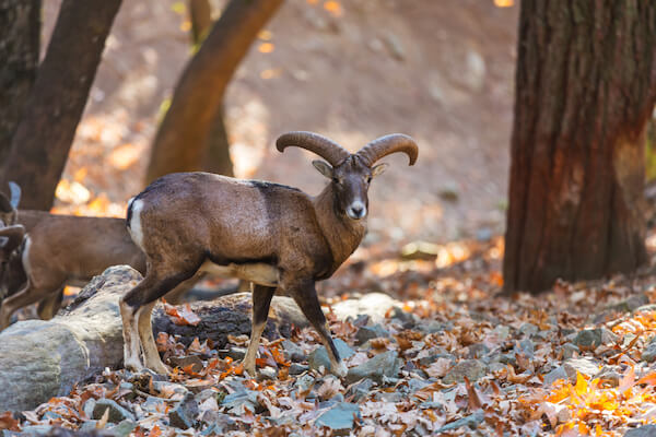 cyprus mouflon