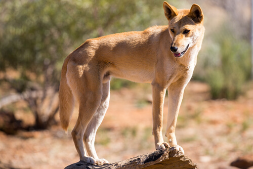 Animals in Australia | Australian Animals you should know | Wildlife Animals in Australia | Australian Animals you should know | Wildlife