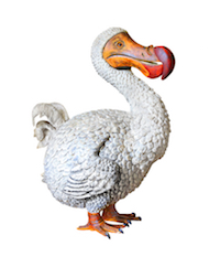 Dodo