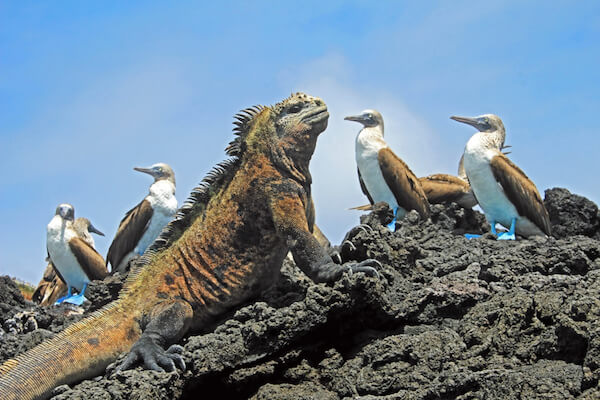 ecuador galapagos iguana