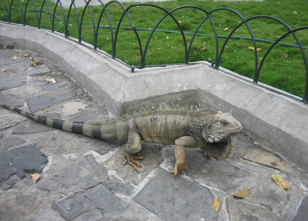Iguana in Guayaquil