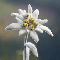edelweiss flower