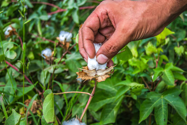 Cotton harvest in Egypt