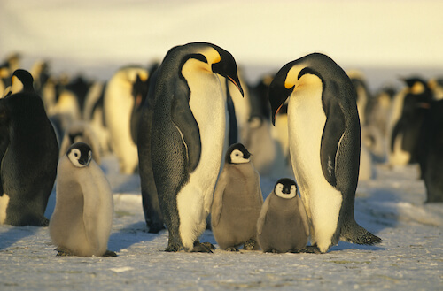 Southern Ocean Facts for Kids | Fun Facts about the Antarctic Ocean