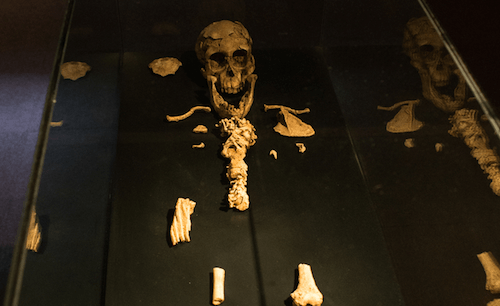 Dinkinesh fossil