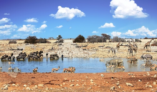Namibian Wildlife Waterhole in Etosha National Park - image by Paula French/shutterstock.com