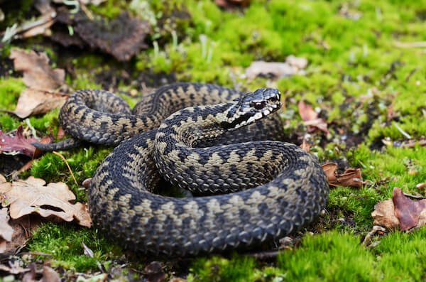 european adder