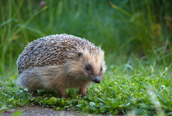 european hedgehog