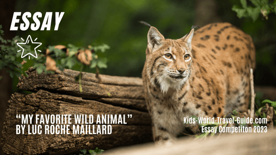 lynx favorite animal lynx