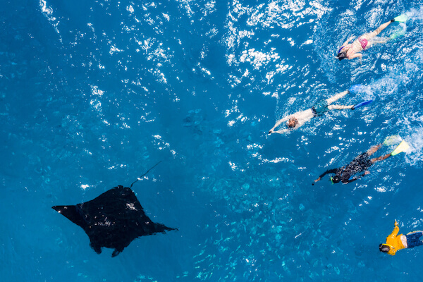 Swim with manta rays in Fiji Swim with manta rays in Fiji