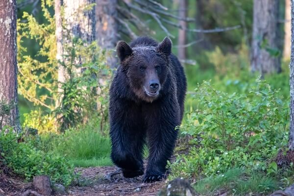 finland bear