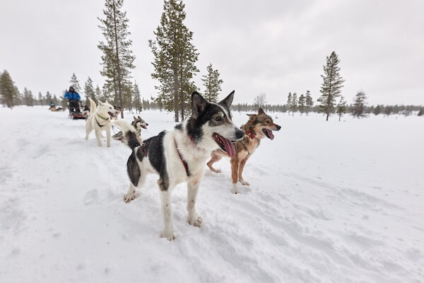 finland dog sled ride