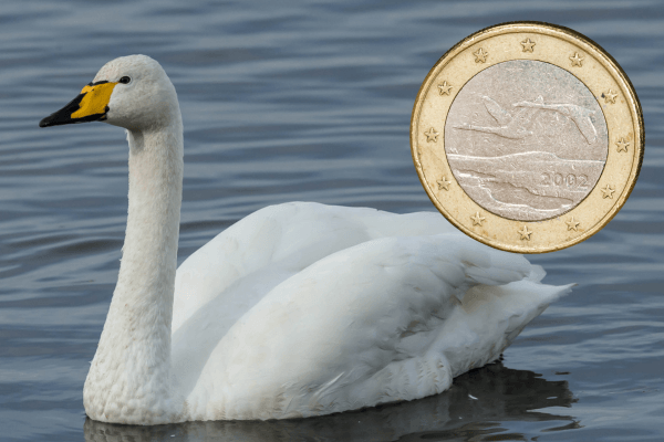 finland  euro swan