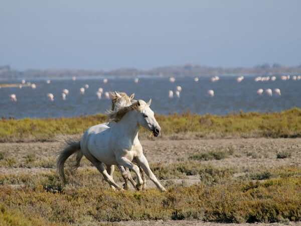 france horses ssk
