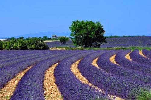 Lavender Fields in France