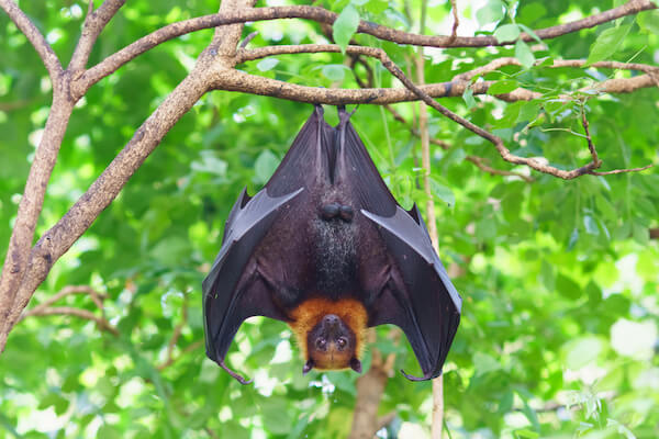 Fruitbat hanging in tree