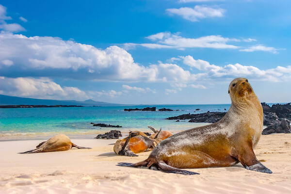 galapagos seals