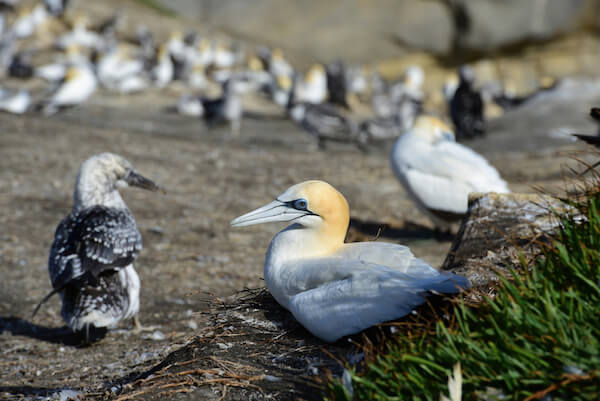 Gannets in New Zealand