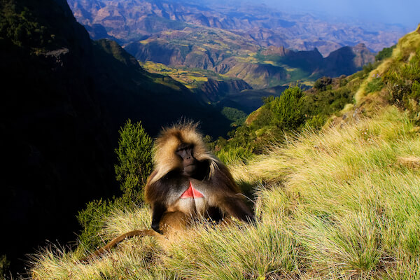 Gelada Monkey in Simien National Park in Ethiopia