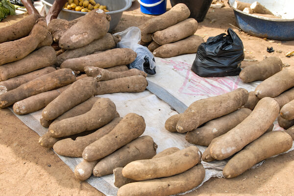Manioc or cassava tubers sold in Ghana